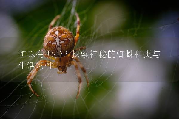 蜘蛛有哪些？探索神秘的蜘蛛種類與生活習(xí)性